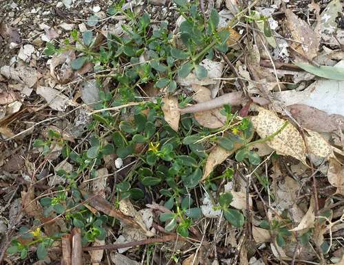 Image of Coast Twinleaf (Roepera billardierei) by (c) Russell Best, some rights reserved (CC BY)
