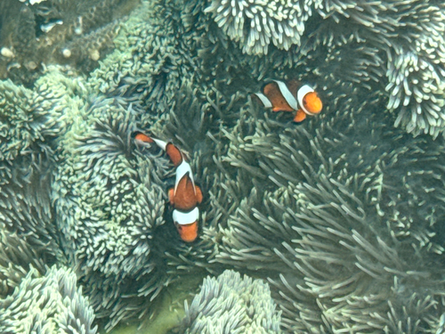 Amphiprion ocellaris photograph by the iNaturalist community