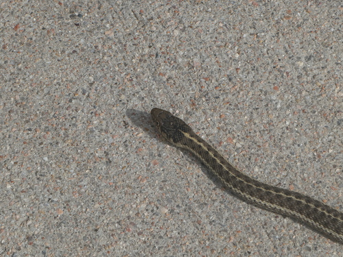 Thamnophis ordinoides observed 2026-10-27