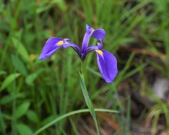Iris tridentata
