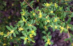 Pimelea hewardiana