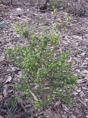 Pimelea hewardiana