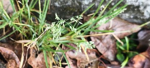 Poa annua observed 2026-10-28