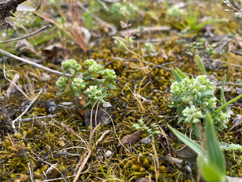 Poranthera microphylla observed 2026-10-28