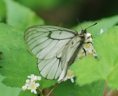 Parnassius stubbendorfii