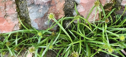 Cyperus observed 2026-10-28