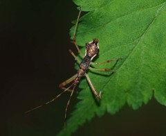 Epidaus tuberosus
