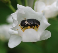 Glycyphana fulvistemma