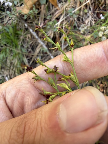 Brushy mountain St. johnswort (Hypericum radfordiorum)