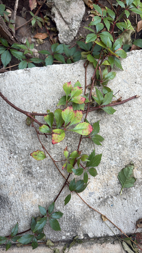 Cissus observed 2026-10-27