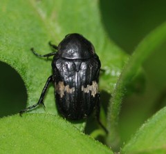 Glycyphana fulvistemma