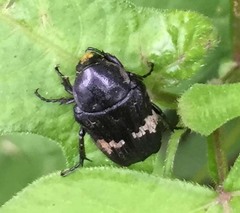 Glycyphana fulvistemma