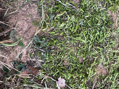 Entodon observed 2026-10-27