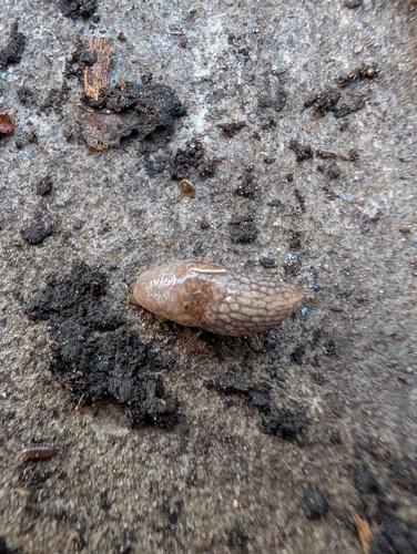 Deroceras reticulatum observed 2026-10-27
