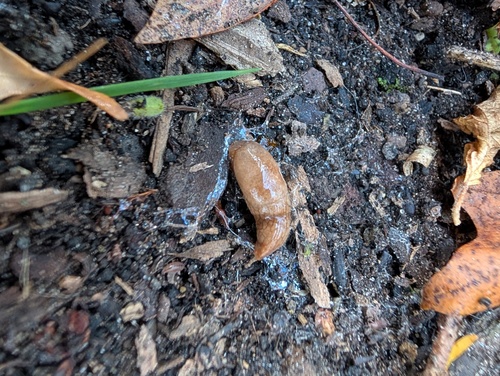Deroceras reticulatum observed 2026-10-27