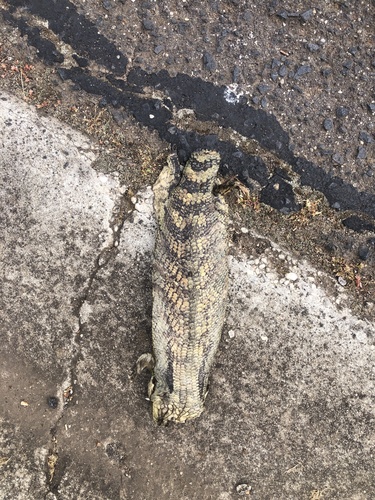 Tiliqua scincoides, 2026-10-28