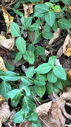 Euonymus observed 2026-10-27