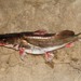 Bagrid Catfishes - Photo (c) Martin Grimm, some rights reserved (CC BY-NC)