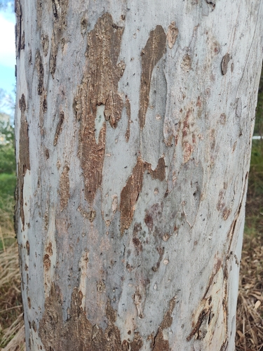 Leptospermum observed 2026-10-28