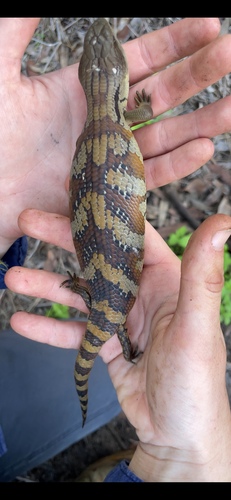 Tiliqua scincoides, 2026-10-28