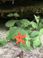Silene rotundifolia