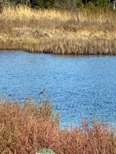 Phoebe observed 2026-10-27