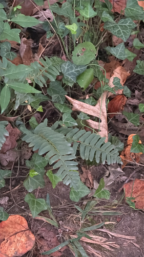 Polystichum observed 2026-10-27