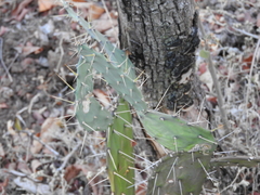 Opuntia karwinskiana