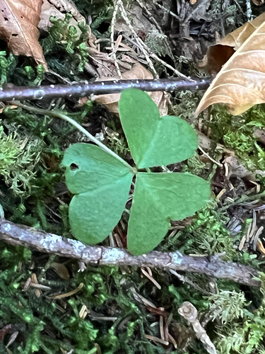 Oxalis observed 2026-10-27