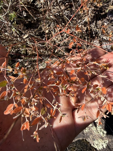 Croton observed 2026-10-27