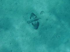 Dactylopterus volitans