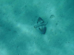 Dactylopterus volitans