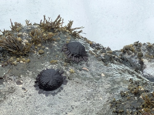 Colobocentrotus atratus, 2026-10-27
