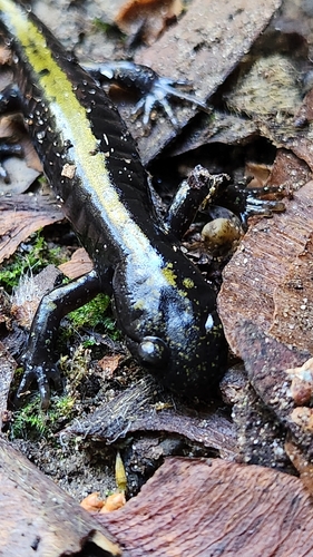 Ambystoma macrodactylum, 2026-10-27