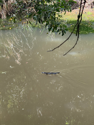 Ornithorhynchus anatinus, 2026-10-28