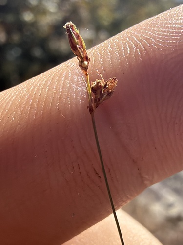 Fimbristylis observed 2026-10-27