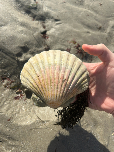 Pecten maximus observed 2026-10-27