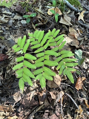 Osmunda regalis observed 2026-10-27