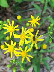 Acmaeodera tubulus
