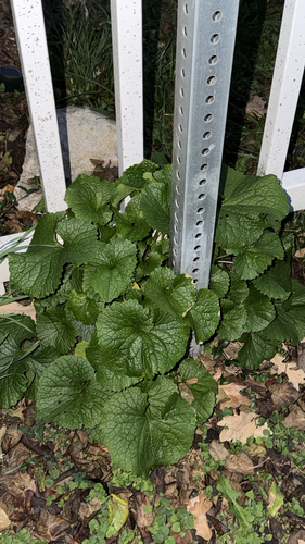 Alliaria petiolata observed 2026-10-27