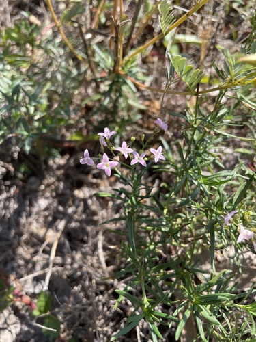 Hedyotis observed 2026-10-27