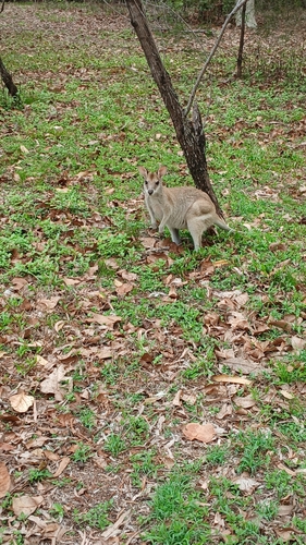 Macropus agilis observed 2026-10-28