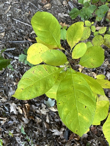 Chionanthus observed 2026-10-27