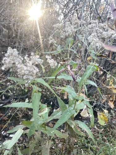 Eupatorium observed 2026-10-27