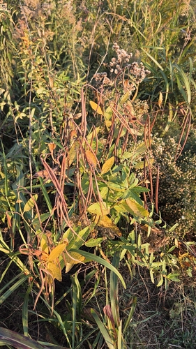 Apocynum cannabinum observed 2026-10-27