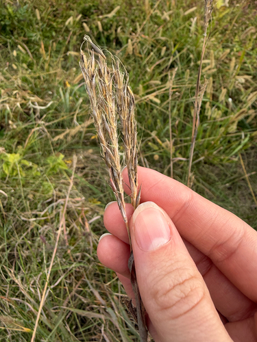 Andropogon gerardi observed 2026-10-27