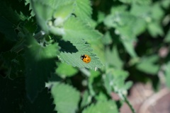 Coccinella septempunctata