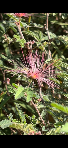 Calliandra observed 2026-10-27