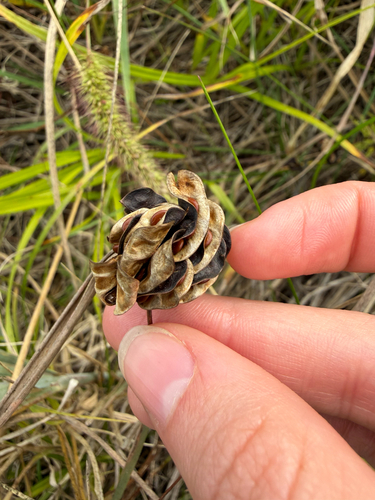 Acacia observed 2026-10-27