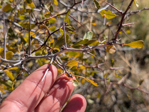 Ziziphus observed 2026-10-27